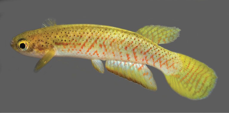 Three new Brazilian killifish species