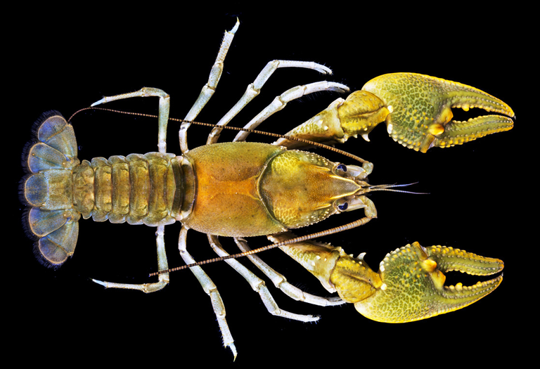 Three new crayfish species found in the Bluegrass State