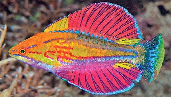 Three new flasher wrasses + comprehensive review of Paracheilinus