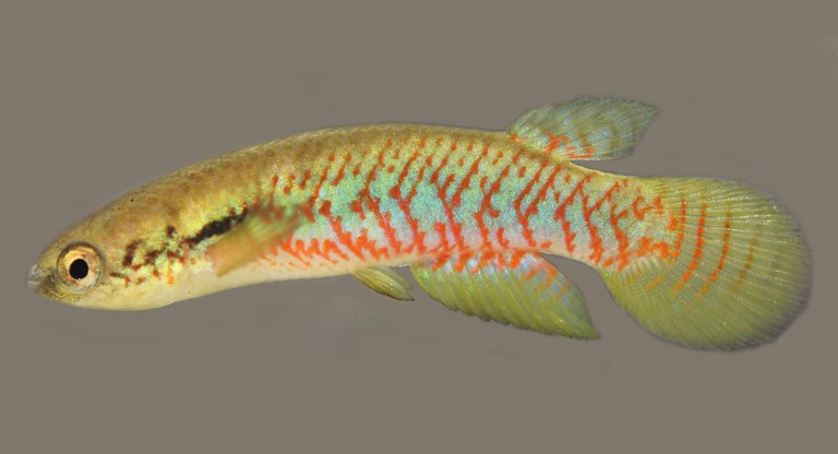 Three new Melanorivulus killifish species from Brazil