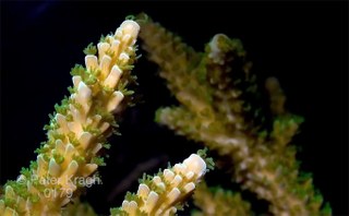 Time lapse of Acropora growth