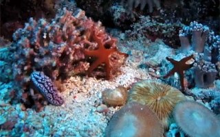 Time-lapse photography of GBR shows reef-life moving with purpose