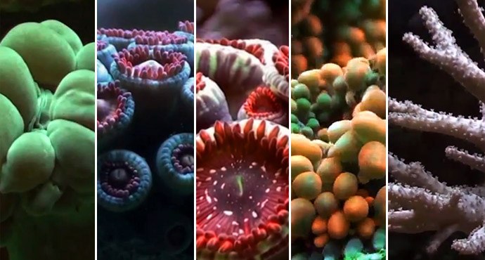 Time-lapse show corals springing to life
