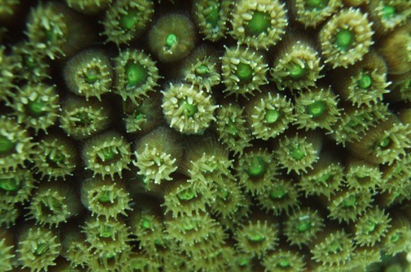 Tiny probes developed to measure pH and  carbonate ion INSIDE corals