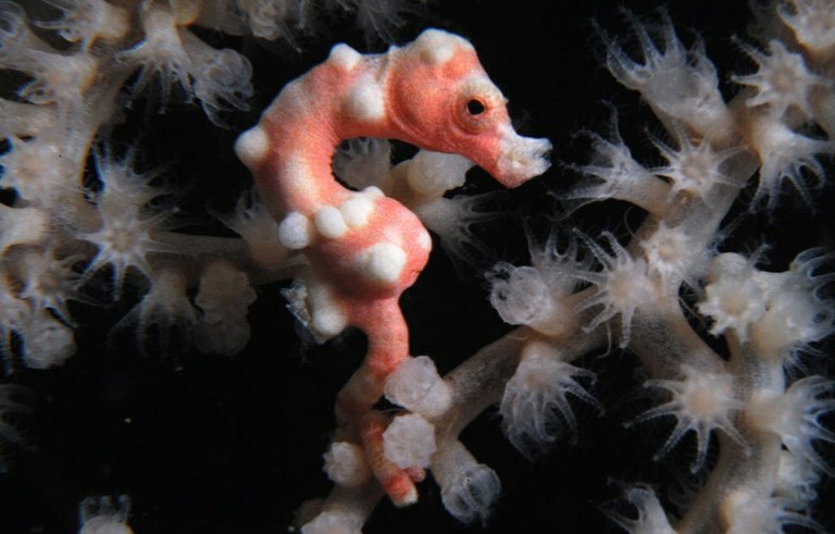 Tiny seahorse found on Google Street View