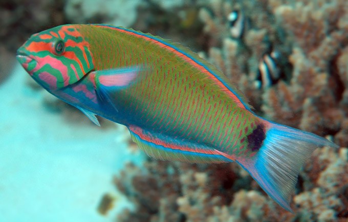 Tropical fish may have the most delicate lil' hearts
