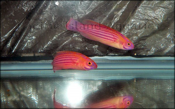 Two C.earlei Fairy Wrasses available stateside, but with a hitch