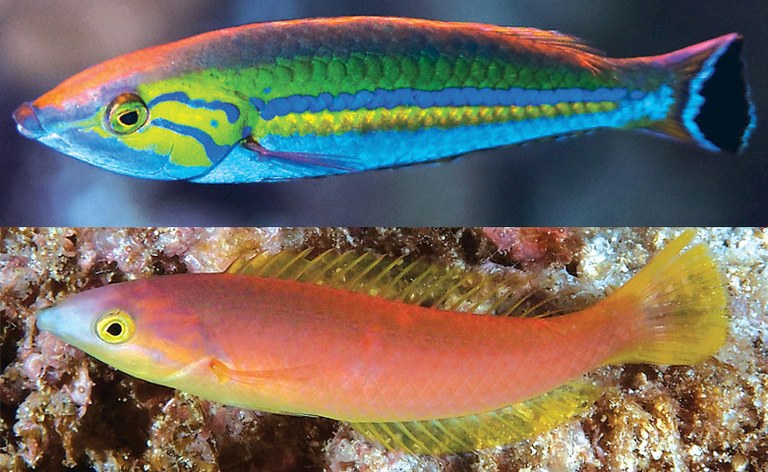Two gorgeous new pencil wrasses