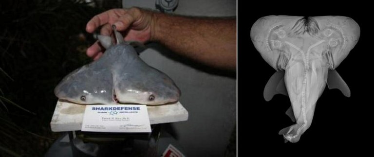 Two-headed bull shark baby found