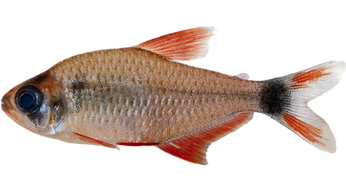 Two lovely new tetra species described