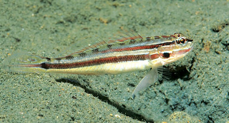 Two new reef goby species