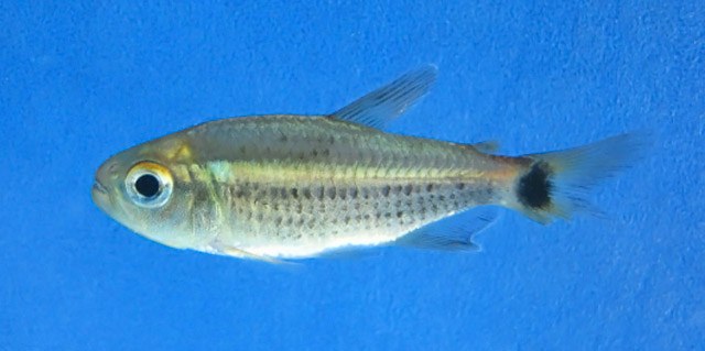 Ugly or cute?  A new tetra species
