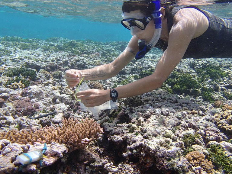 Understanding how corals respond to stresses