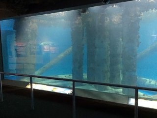 Update on Texas Aquarium tragedy