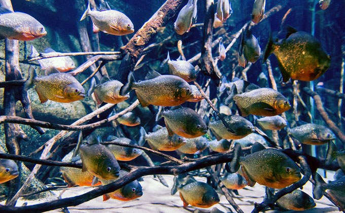 US Department of Justice fines man for illegally importing Piranha into New York