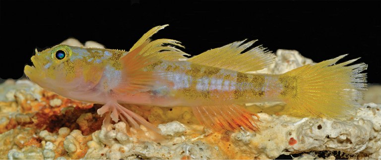 Godzilla goby: A new frilly-finned deep-water goby