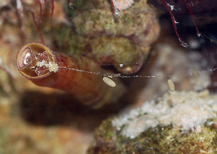 Vermetid snails harm coral reefs with multiprong attack