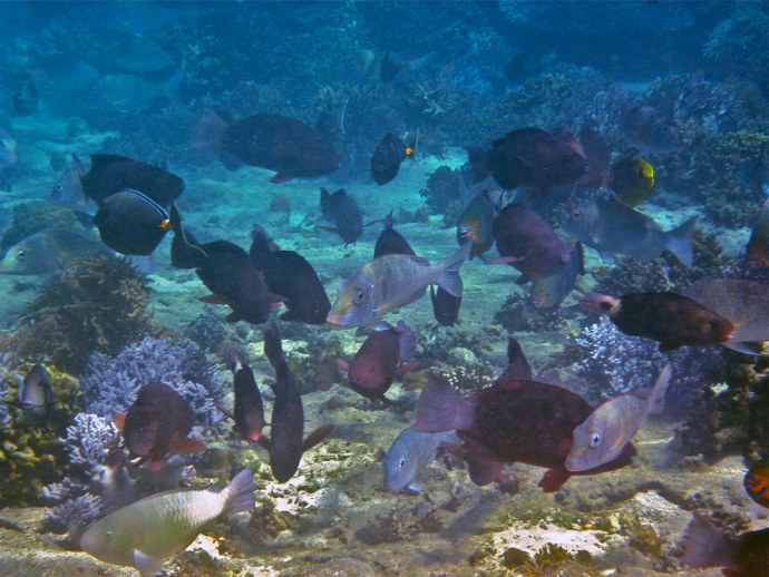 Video study shows picky eater fish threaten endangered coral reefs