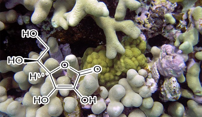 Vitamin C may be vital to coral growth