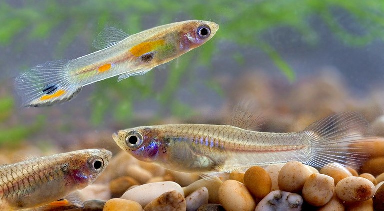 Want your fish to form stronger relationships?  Scare them.