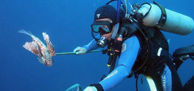 War on lionfish shows first promise of success 