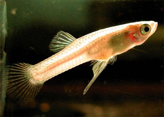 Warmer water means more sperm for fish