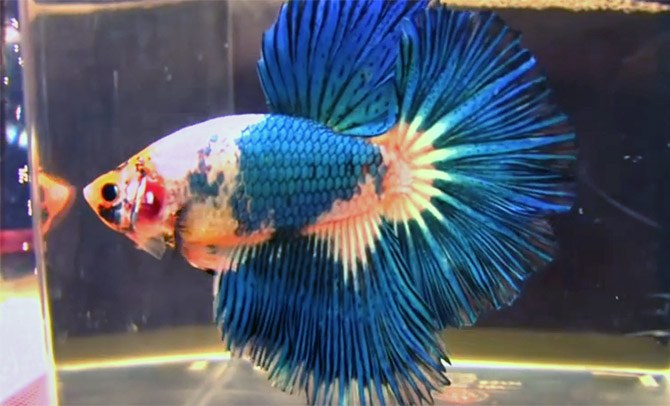 What type of betta do you have?