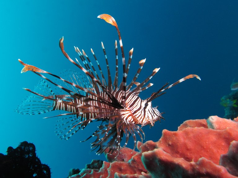 Whole Foods to sell lionfish meat