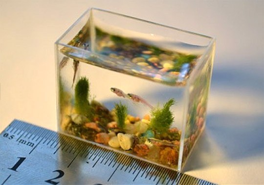 Self-described World's Smallest Aquarium [UPDATED with video!]