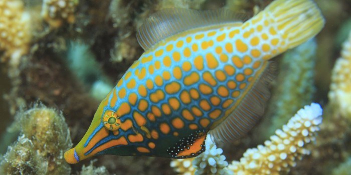You are what you eat – if you’re a coral reef fish