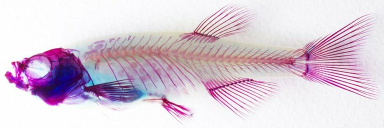 Your fish can get arthritis, too
