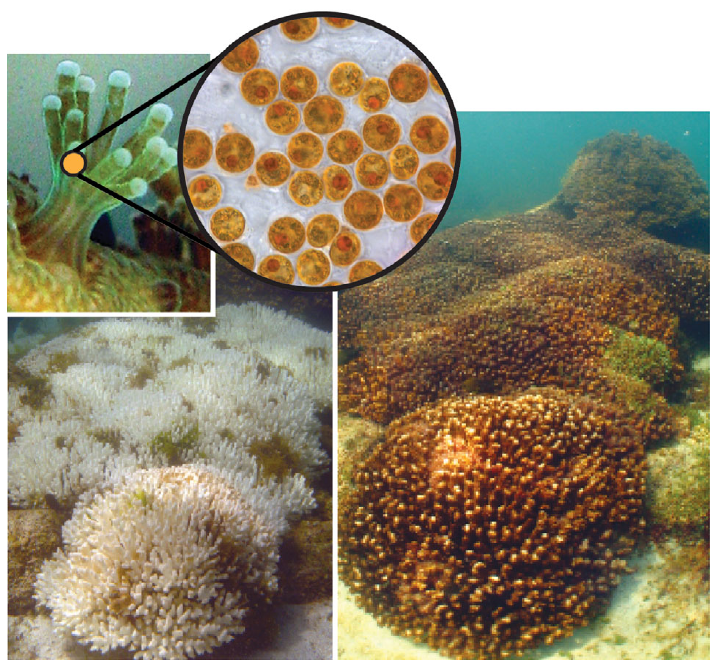 Zooxanthellae species highly stable in eastern Pacific Pocillopora corals