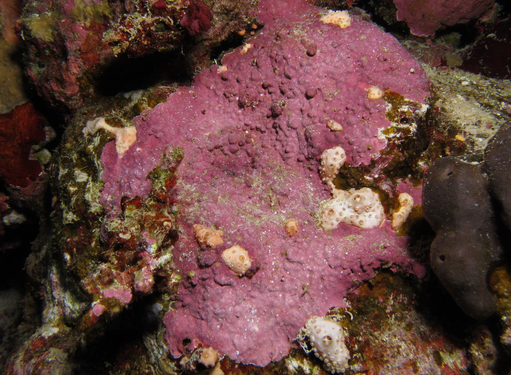Coralline Algae: What Is It and Why Is It Important in Reef Tanks?