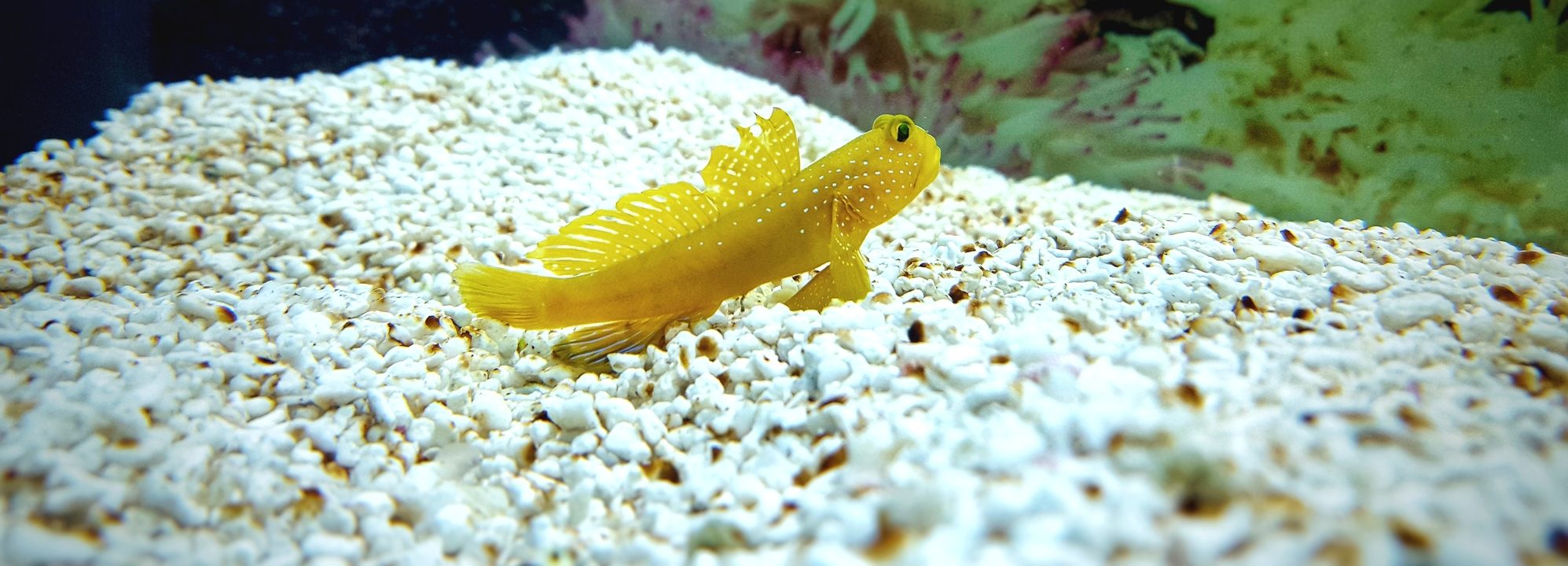 Live Sand and its Importance in Marine Aquariums