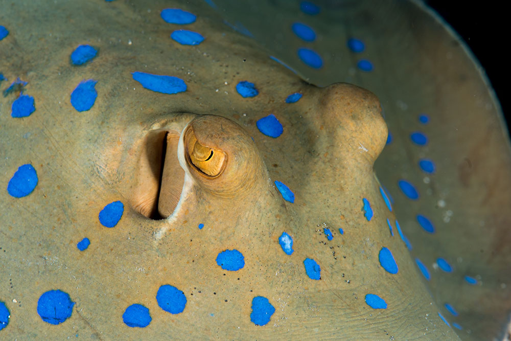 Blue-spotted Stingray: clearly not a real fish