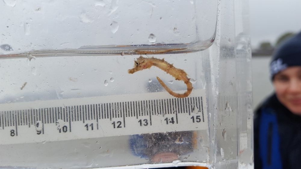 Sharks and Seahorses found in London’s River Thames