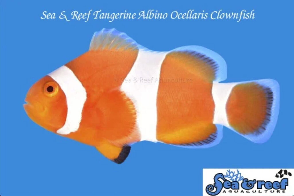 A Look at the Tangerine Albino Ocellaris from Sea & Reef