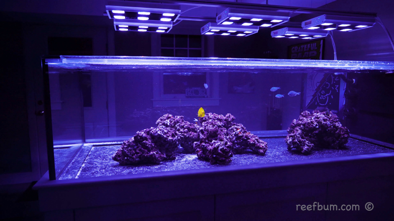 Dosing Bacteria to an Established Reef Tank – Potential Benefits