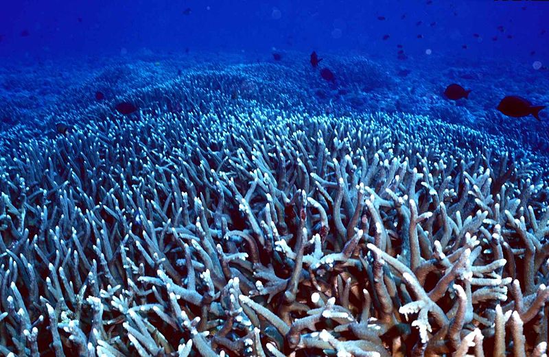 DNA to ID public aquarium corals