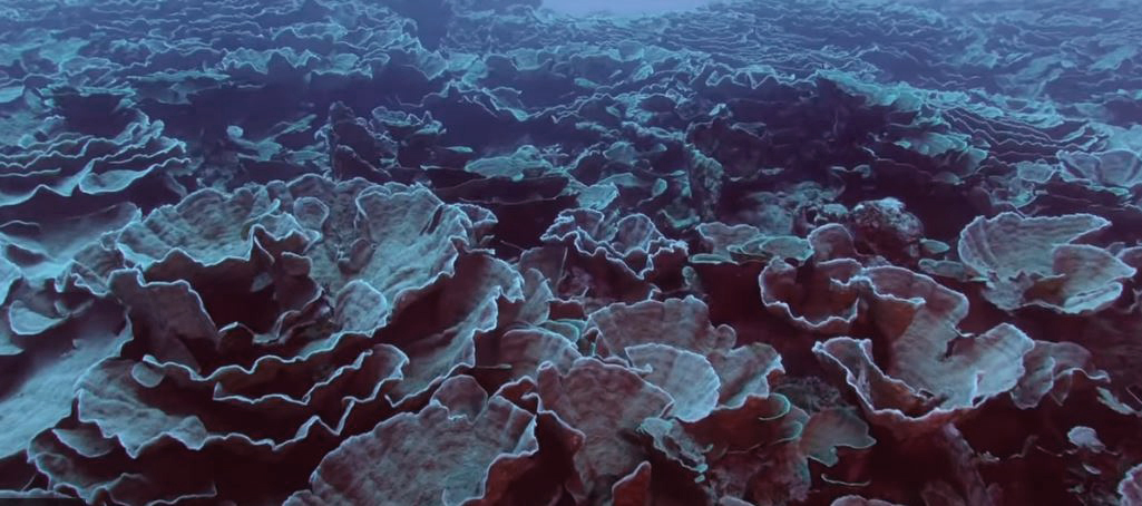 Rare Coral Reef Discovered