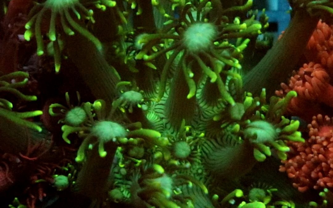 Let’s talk corals : Goniopora