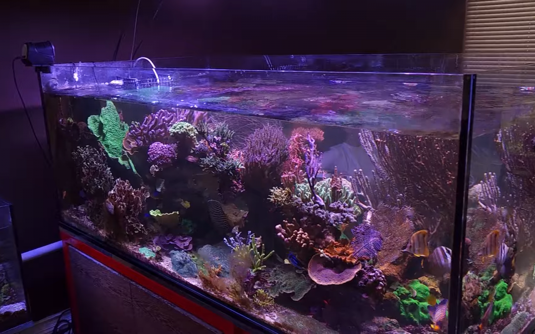 Local Fish Store Highlight – Exotic Aquariums