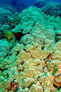 Corals beating climate change…to a point