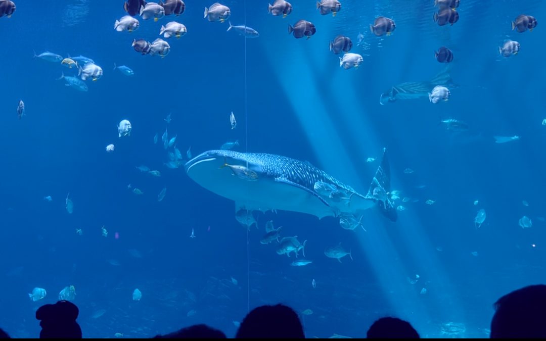MACNA Aquatic Expo 2022 : Behind the Scenes Tour of the Georgia Aquarium