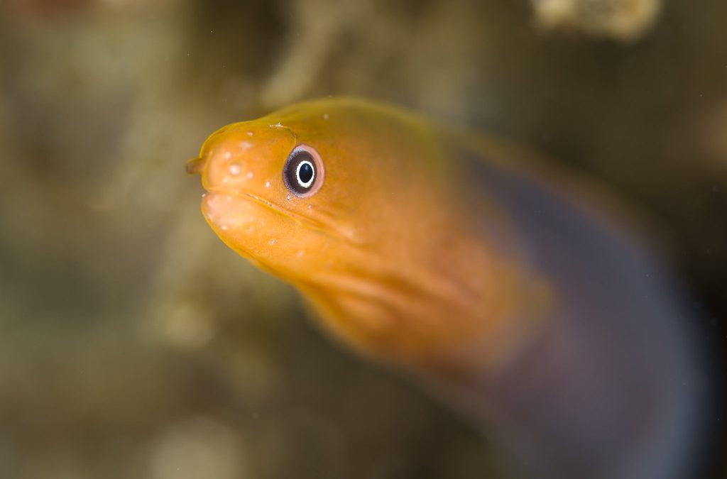 Unknown Species of Dwarf Moray Eel?