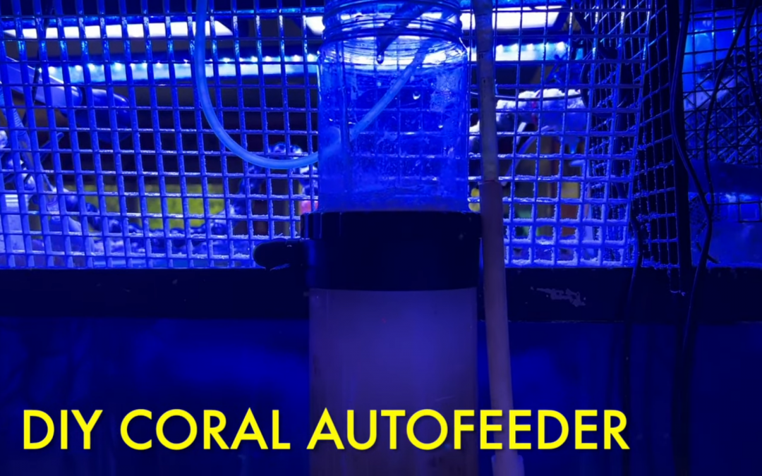 DIY Coral Auto Feeder – Reef Beef