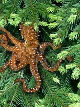 Save the Pacific Northwest Tree Octopus!