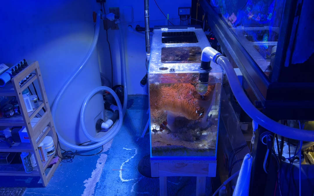 Reef Diary #139: Moving the temp tank to get to the algae turf scrubber