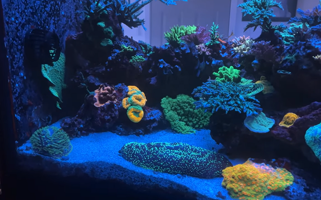 Reef Diary #144: Dosing Coral Essentials, and how much green hair algae?!