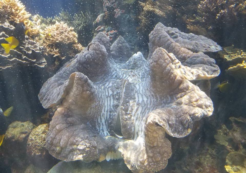 Travel: Waikiki Aquarium
